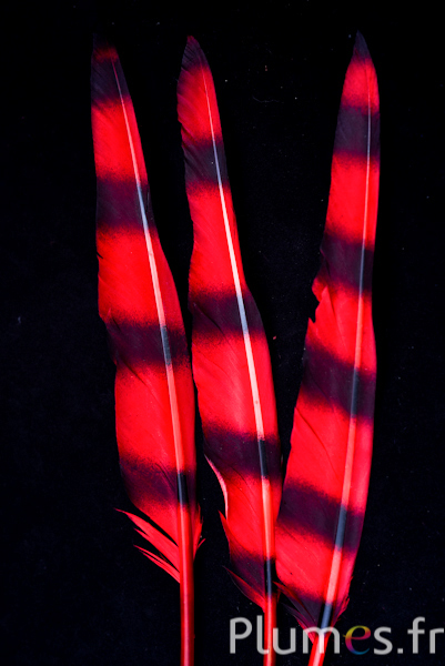 Cygne lame rayures noires - 28-33 cm - rouge